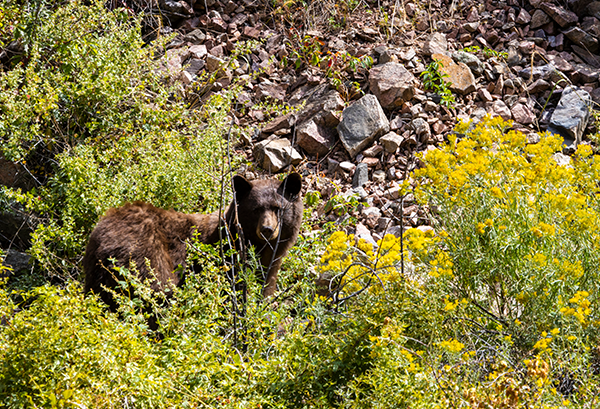 animals out on shoshana ranch