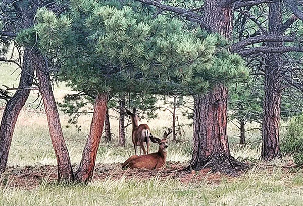 animals out on shoshana ranch