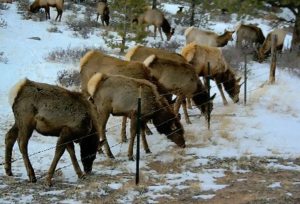 animals out on shoshana ranch