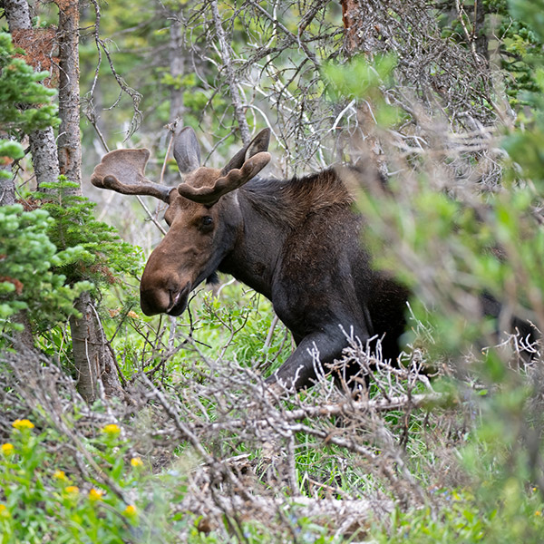 wildlife on shoshana ranch