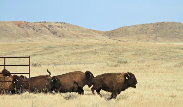 Soapstone Prairie Natural Area