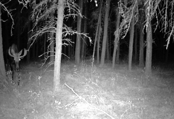 moose on trial cam
