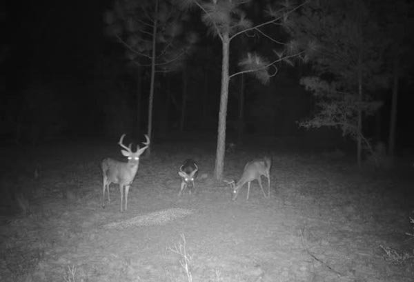 deer on trail cam