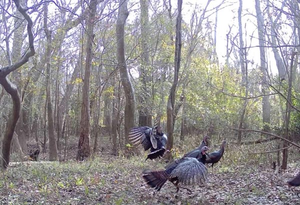wild turkeys on trail cam