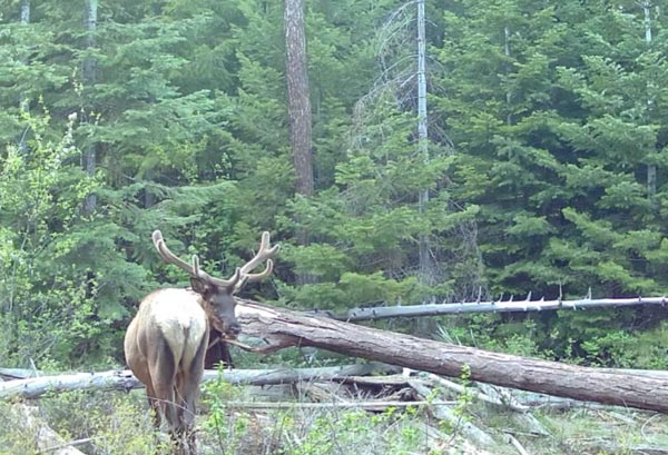 moose