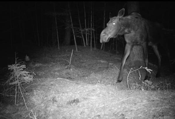 moose on trial cam