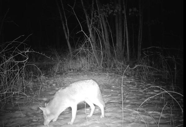 fox on trail cam